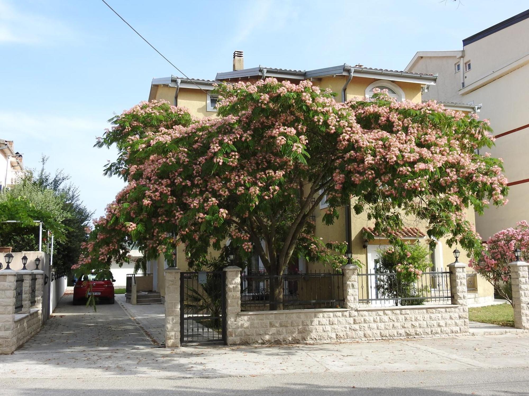 Luna Apartments Budva Værelse billede